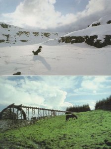 The North Pennines Border Collie Dog Killhope Wheel 2x Durham Postcard s