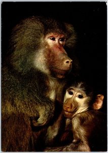 VINTAGE CONTINENTAL SIZED POSTCARD BABOON MOTHER AND BABY LIBERIA AFRICA STAMPS+