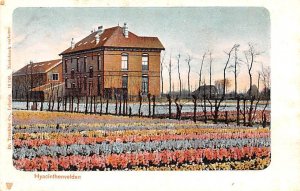 Hyacinthenvelden Belgium Unused 