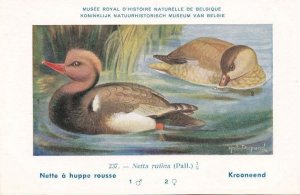 Red Crested Pochard Netta Rufina WW2 Bird Vintage Rare Postcard