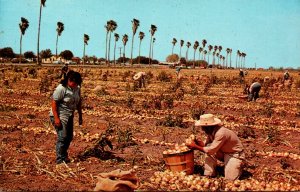 Texas Rio Grande Valley Onion Harvesting Time