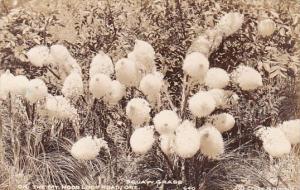 Squaw Grass On The Mount Hood Loop Road Oregon Real Photo