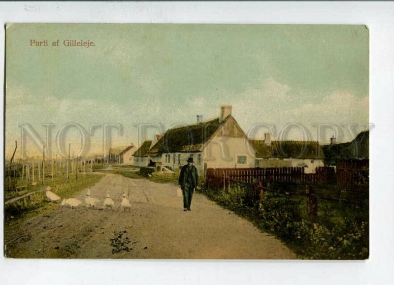 3144786 DENMARK Parti af Gilleleje geese Vintage postcard