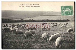 Old Postcard Folklore Normandy pastures to herd sheep