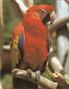 Birds. Parrot. Tenerife. Islas Canarias Nice modern Spanish photo postcard