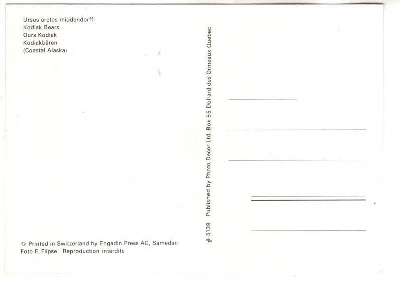 Kodiak Bears, Alaska, Penguins