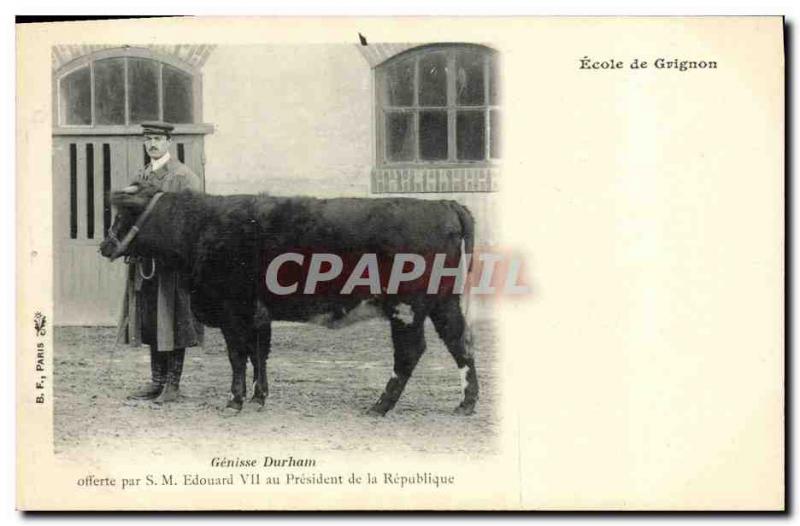 Postcard Old Cow Grignon School Cows Heifer Durham offered by HM Edward VII t...