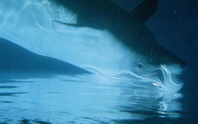 Beluga Whale (White)