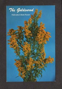 NE The Goldenrod Nebraska State Flower Postcard