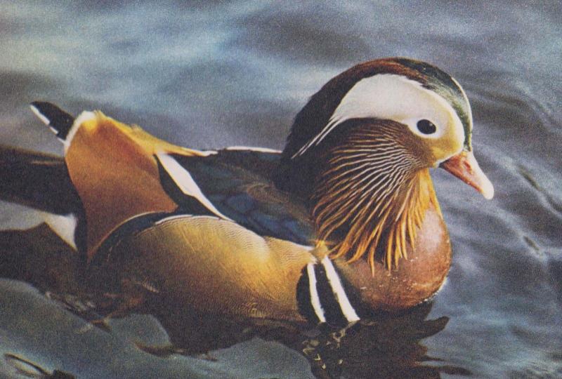 Mandarin Drake 1970s Postcard