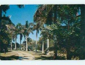 Unused 1950's ROYAL PALM DRIVE Miami Florida FL Q8818