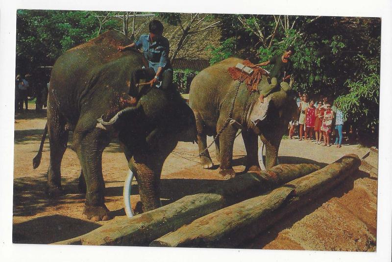Thailand Working Elephants pushing Timbers with Trunks Vtg Postcard
