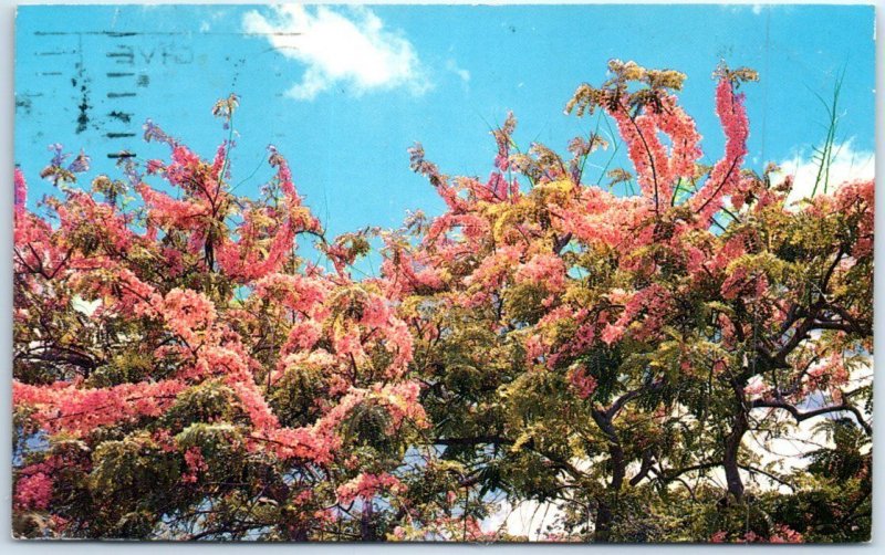 Postcard - Pink Shower Trees, Hawaii, USA