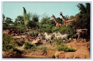 c1960's African Veldt Gazelles Gnus Zebra Lions & Giraffes Disneyland Postcard