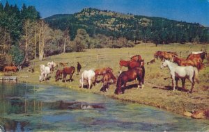 Horses at Pasture Drinking Water Animals Colorado or other Western State pm 1956