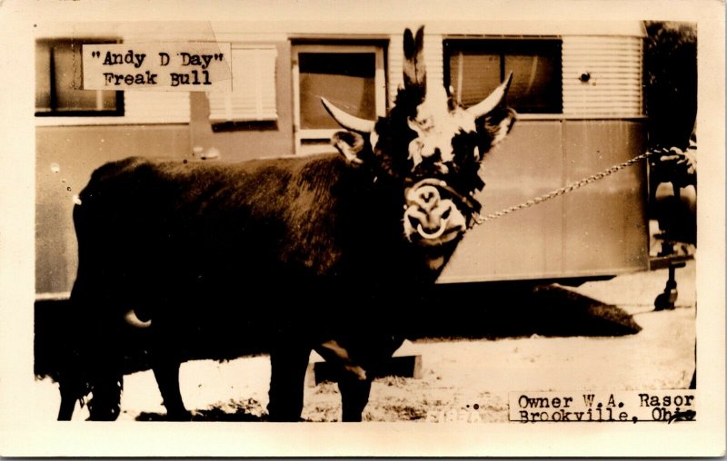 RPPC REAL PHOTO POSTCARD OHIO BROOKVILLE ANDY D DAY FREAK BULL OWNED BY W A RA