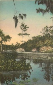 Albertype Jungle Cruise Wakulla Springs Florida 1950s Postcard  21-2877