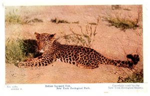 Indian leopard Cub