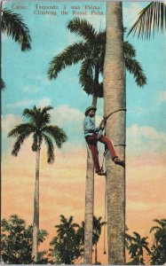 Cuba Climbing The Royal Palm Habana Havana Vintage Postcard C135