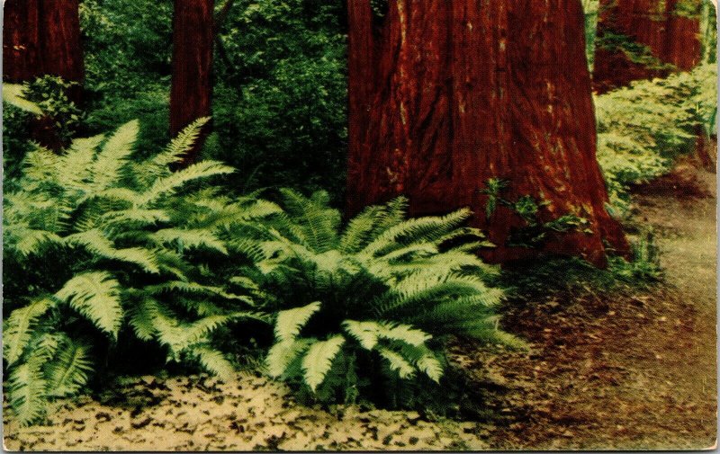 Giant Sword Ferns Redwood Hwy California CA Postcard Cancel PM Garberville WOB 