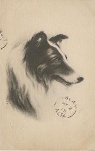 Portrait of Dog Border Collie T.P. & Co. Artist Signed VOH. H c1913 Postcard D8