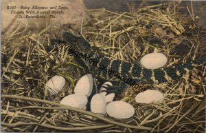 Baby Alligator & Eggs Florida Wild Animal Ranch St. Petersburg FL Postcard PC306
