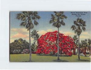 Postcard Royal Poinciana Tree Amidst the Palms Florida USA