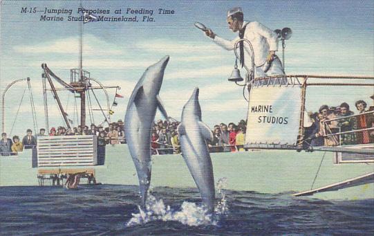 Jumping Porpoises At Feeding Time Marine Studios Marineland Florida Curteich