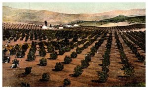 California  San Diego ,  Lemon grove