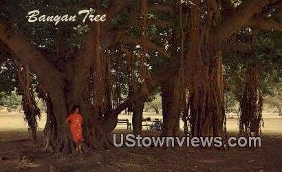 Banyan Tree - Maui, Hawaii HI