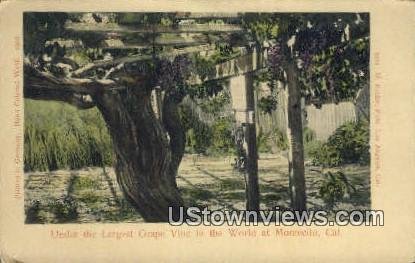 Largest Grape Vine - Montecito, California CA  