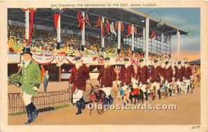 Parading the Greyhounds to the Post Miami, Florida, FL, USA Dog Racing 1940 