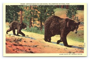 Mother Bear And Cub Hiking Yellowstone National Park Wyoming Postcard