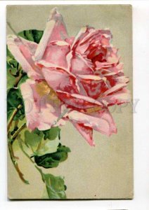 288735 Pink ROSE Flower by C. KLEIN Vintage RUSSIA RARE PC