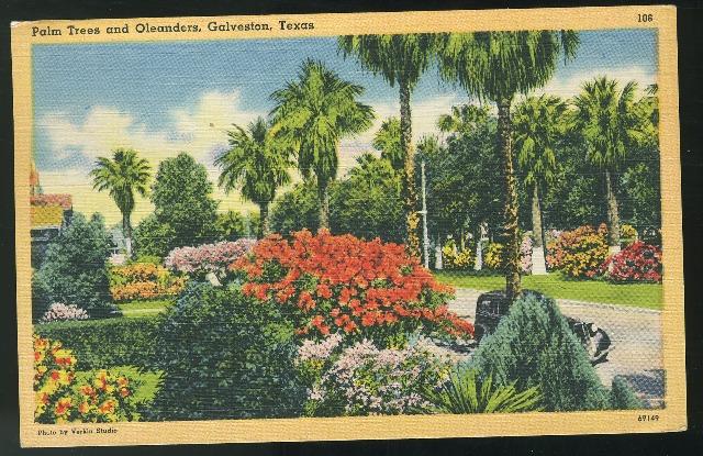 Galveston Texas Palm Trees and Oleanders 1946 Tichnor Linen Postcard