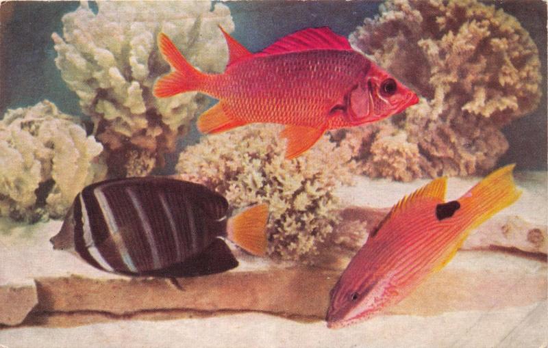 CHICAGO ILLINOIS SHEDD AQUARIUM ~HAWAIIAN FISHES ARE GOOD TO EAT POSTCARD 1932