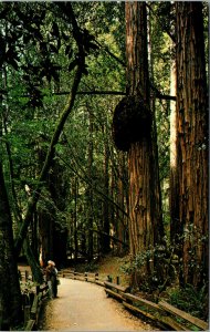 Vtg Live Growing Burl on Giant Redwood Tree Muir Woods California CA Postcard