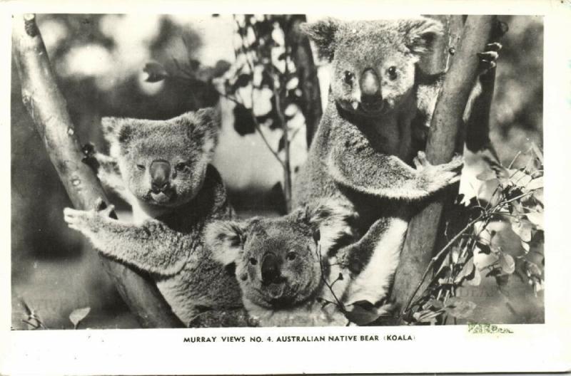 australia, Three Australian Native Bears, Koala (1940s) RPPC