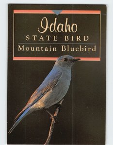 M-156539 Mountain Bluebird Idaho State Bird