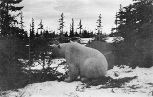 POLAR BEAR FORT CHURCHILL MANITOBA CANADA DEXTER PRESS POSTCARD (1940s)