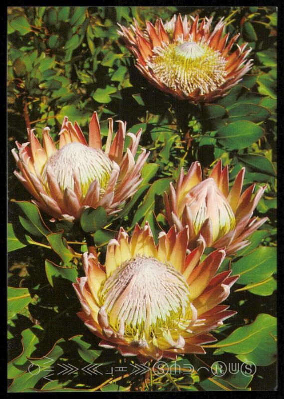 Porotea Cynaroides (King Protea)