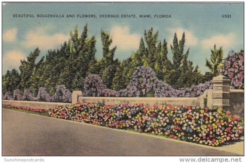 Florida Miami Beautiful Bougenvilla and Flowers On The Deering Estate 1940