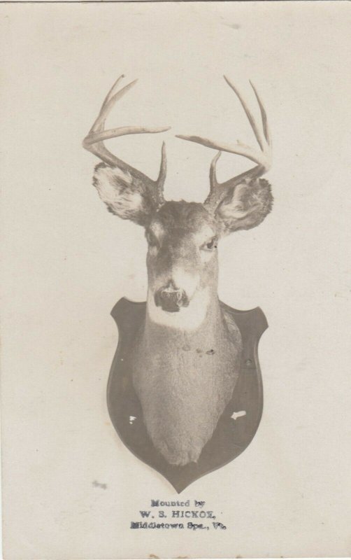 RP; MIDDLETOWN SPA, Vermont, 1900-10s; Mounted Deer #2