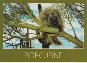 The Porcupine