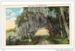 Royal Arch Oak, Daytona, Flordia, 00-10s