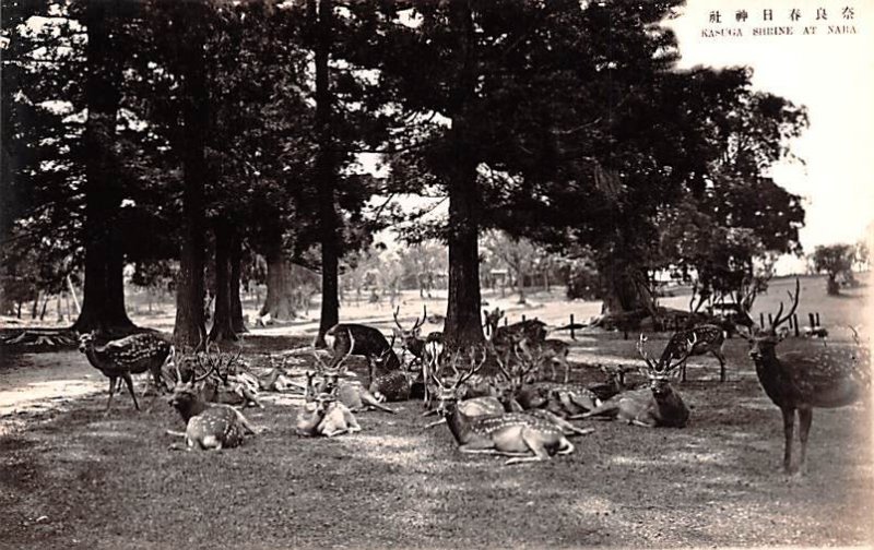 Kasuga Shrine Nara, Real Photo Japan Unused 