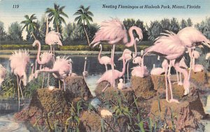 Nesting Flamingos, Hialeah Park Miami, Florida, USA Unused 