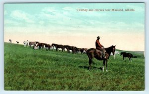 Macleod, Alberta, Canada ~ COWBOY & HORSES  c1910s Valentine & Sons  Postcard