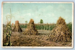 c1910's A Corn Field In Kansas Farming Phostint Posted Antique Postcard