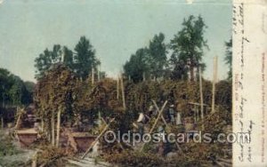 Hop Picking Farming 1908 postal used 1908